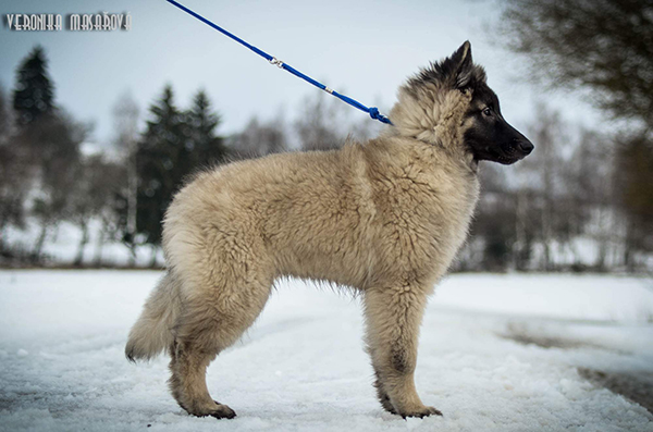 belgian shepherd Sen Vysoiny