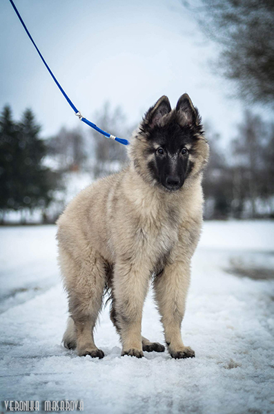 belgian shepherd Sen Vysoiny