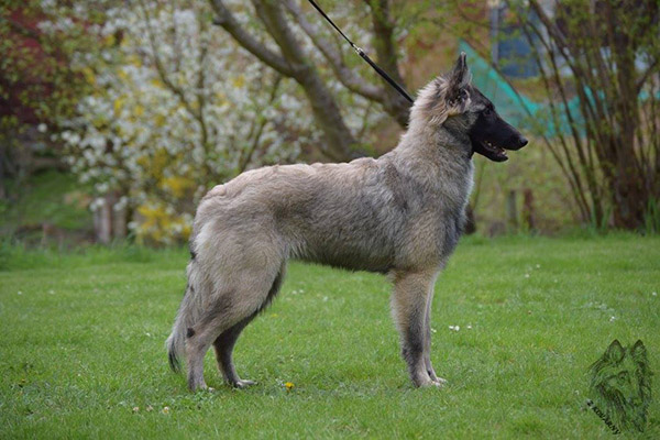 belgian shepherd Sen Vysoiny