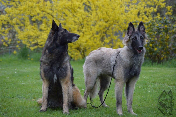 belgian shepherd Sen Vysoiny