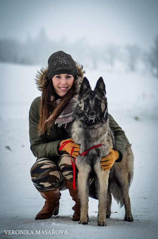 Belgian Shepherd Dog Sen Vysoiny