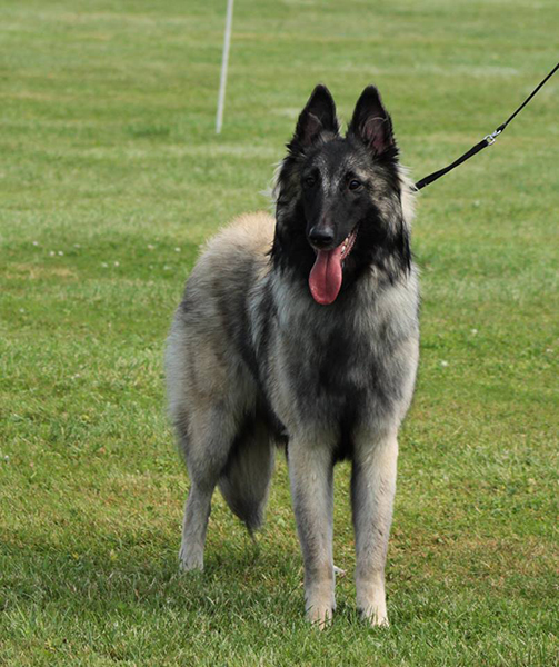 Belgian Shepherd Dog Sen Vysoiny