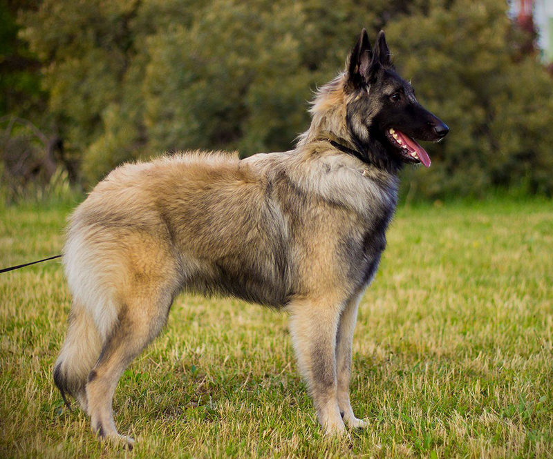 Belgian Shepherd Dog Sen Vysoiny