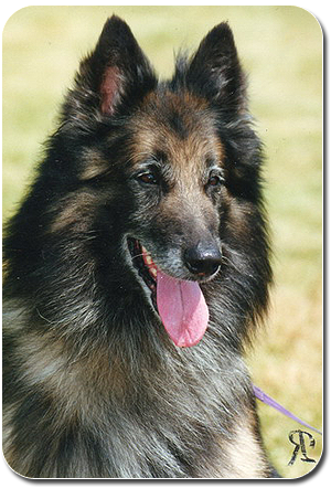 Belgian Shepherd Dog Ch. AMOR z Rje Sidy