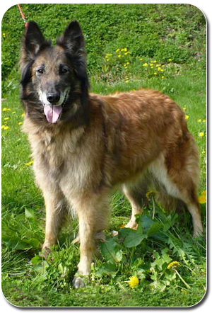 Belgian Shepherd Dog Tervueren CARIN Tnsk Hora