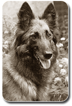 Belgian Shepherd Dog Tervueren CARIN Tnsk Hora