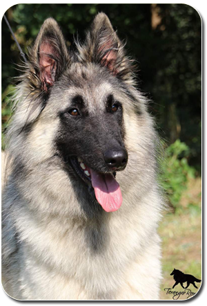 bBelgian Shepherd Dog tervueren Cookie Agatha Sammar Bohemia