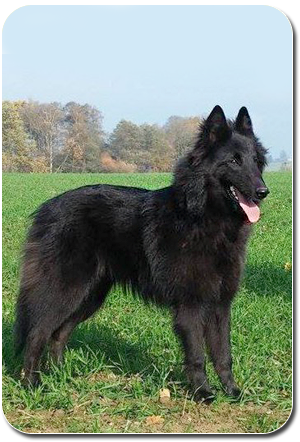 Belgian Shepherd Dog groenendael Derie Ulkaine Callistopeia