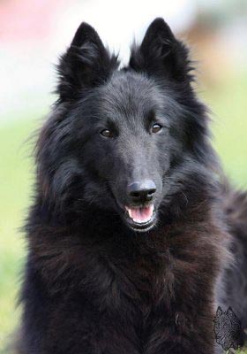 belgian shepherd Sen Vysoiny