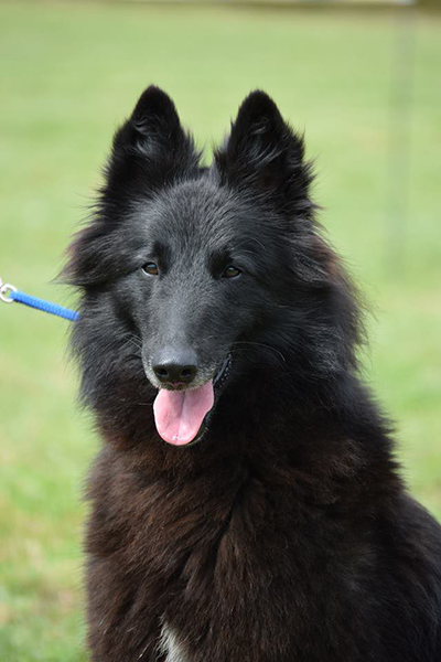 Belgian Shepherd Dog Sen Vysoiny