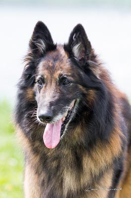 belgian shepherd Sen Vysoiny