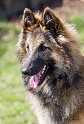 belgian shepherd Sen Vysoiny