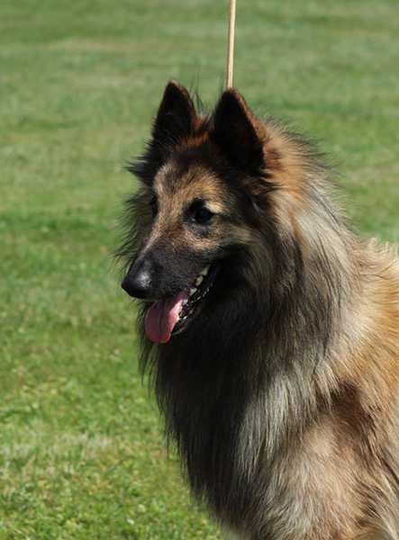 Belgian Shepherd Dog Sen Vysoiny