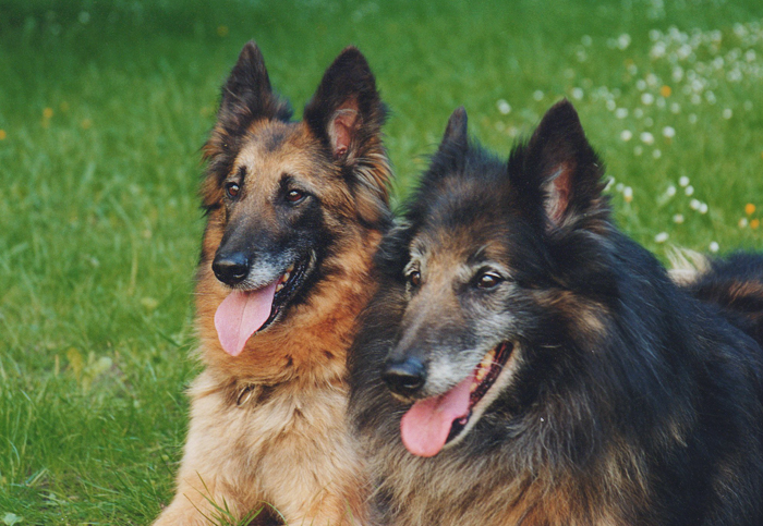 Belgian Shepherd Dog tervueren