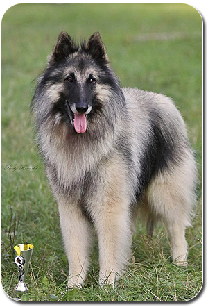 Belgian Shepherd Dog Tervueren ZEPHYR UPHEN z Kovrny