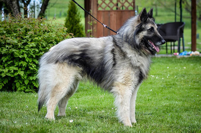 belgian shepherd Sen Vysoiny