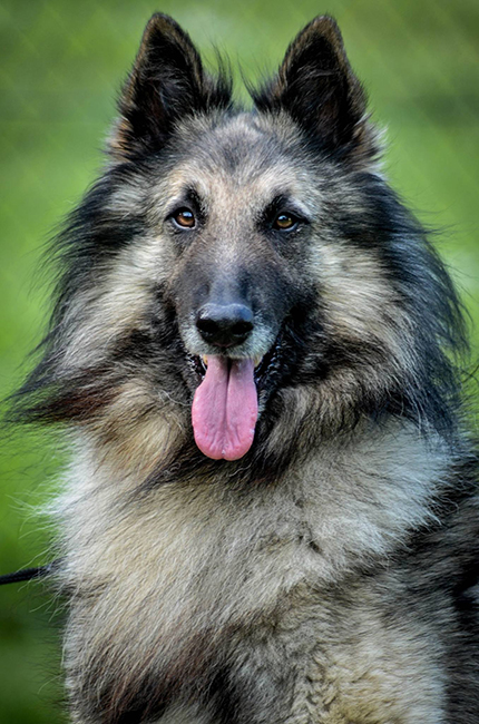 belgian shepherd Sen Vysoiny