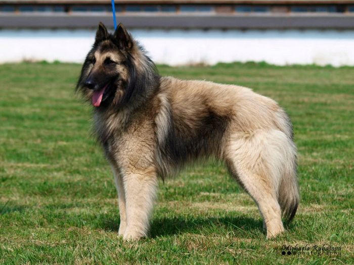 Belgian Shepherd Dog Tervueren