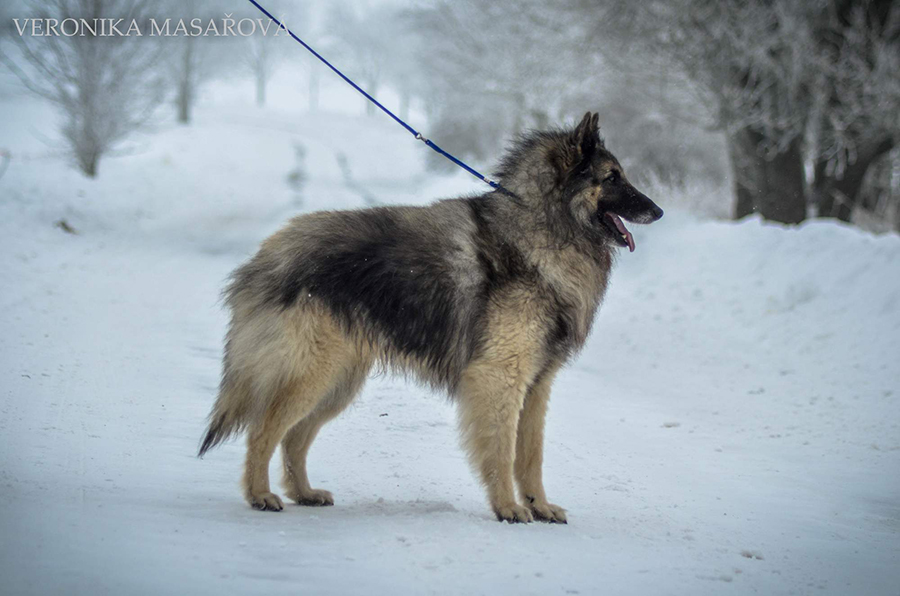 Belgian Shepherd Dog Sen Vysoiny