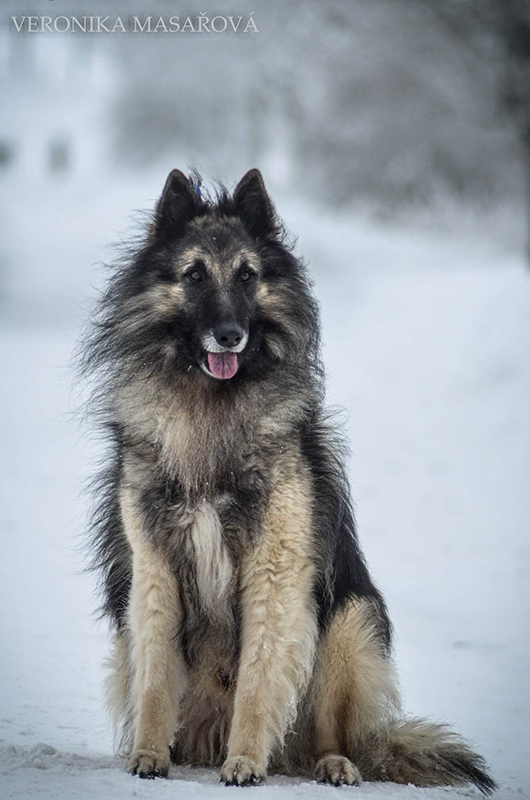 Belgian Shepherd Dog Sen Vysoiny