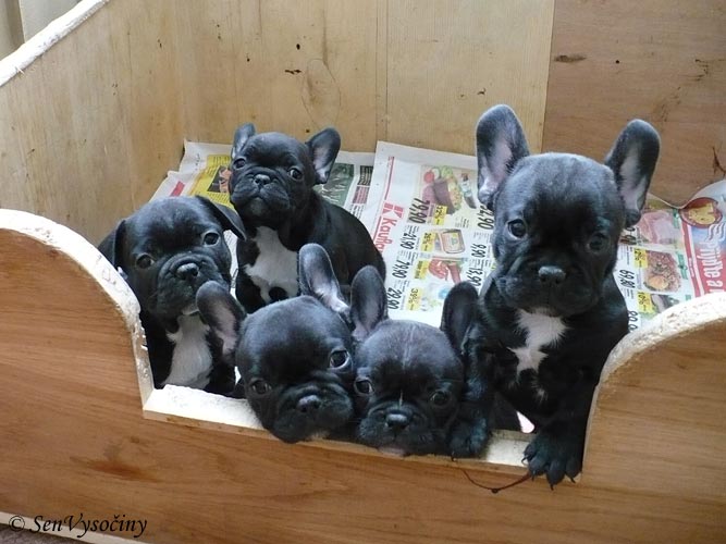 our last litter