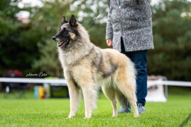 Tervueren Cookie Agatha Sammar Bohemia